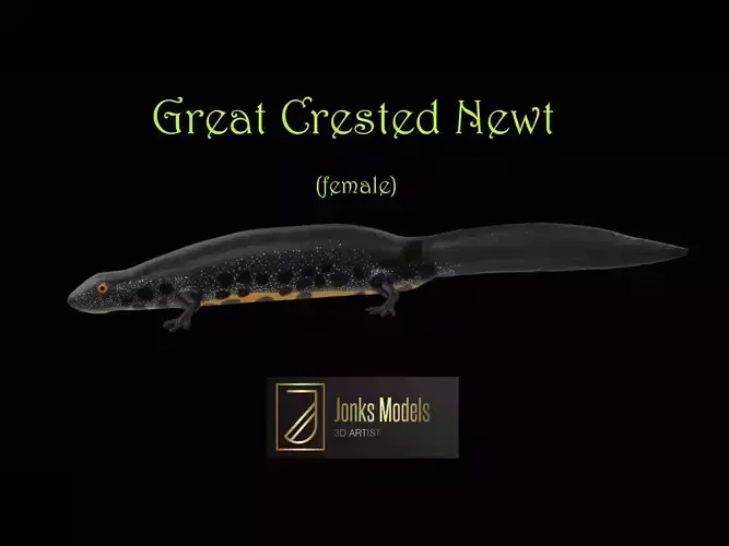 Great Crested Newt female Low-poly 3D model