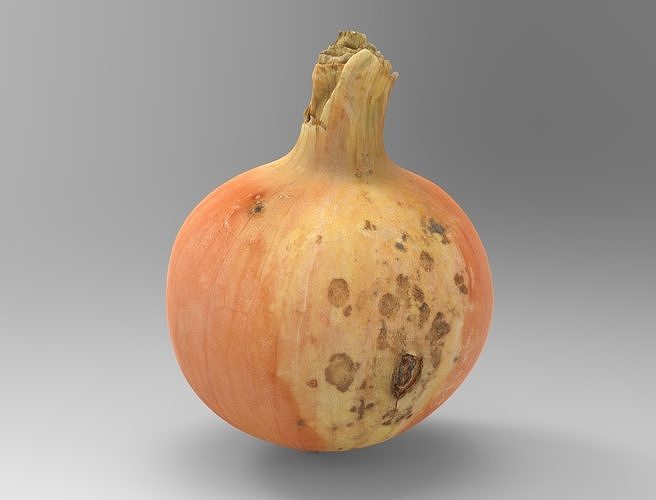 Onion Low-poly 3D model 7