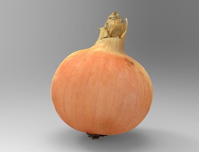 Onion Low-poly 3D model 6