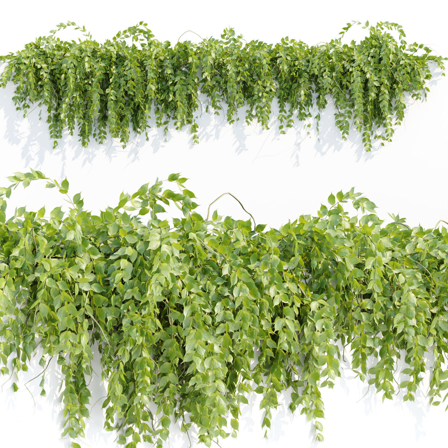 Creeper Hanging wall plants vol 2 collection  _10