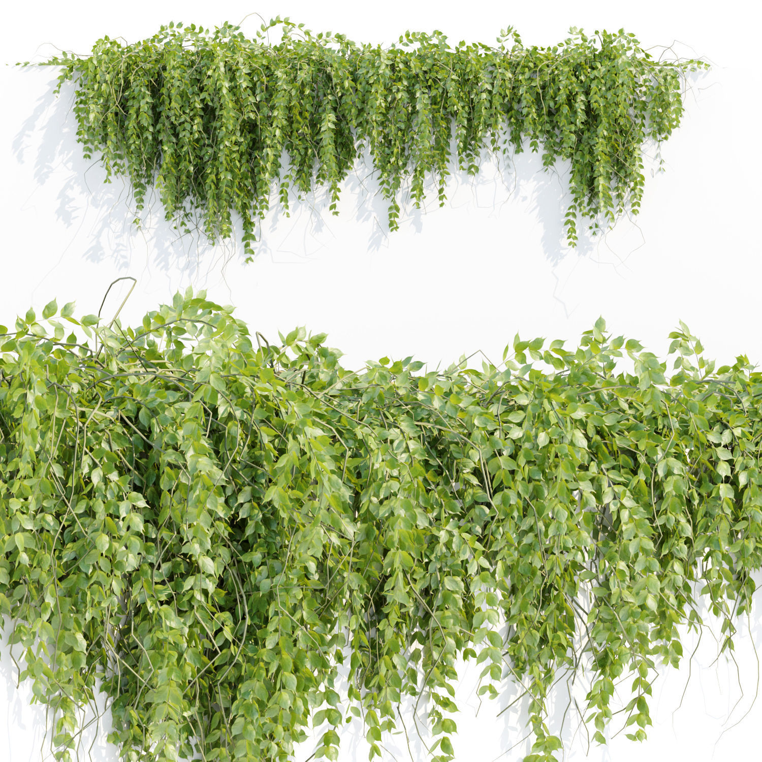 Creeper Hanging wall plants vol 2 collection  _9