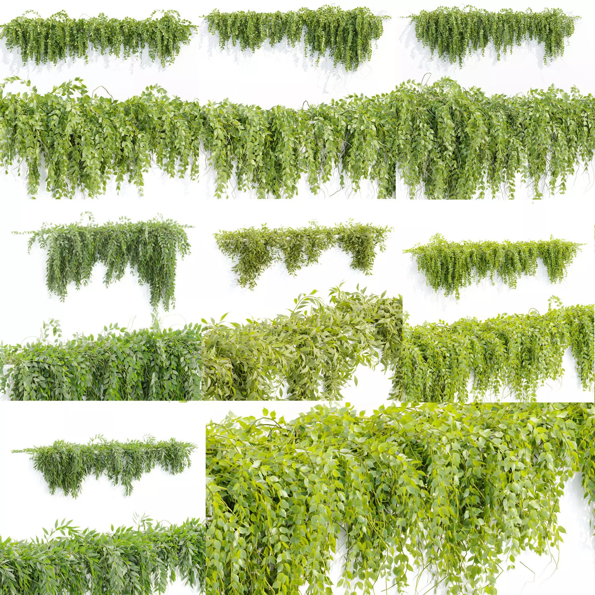 Creeper Hanging wall plants vol 2 collection  _0
