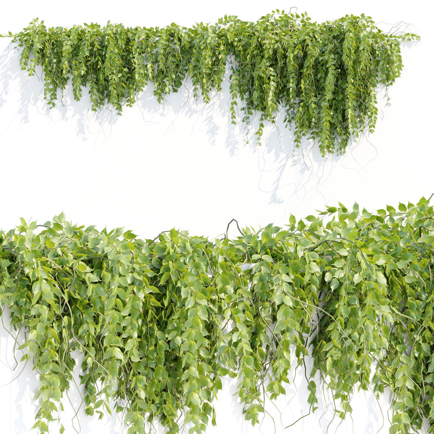 Creeper Hanging wall plants vol 2 collection  _8