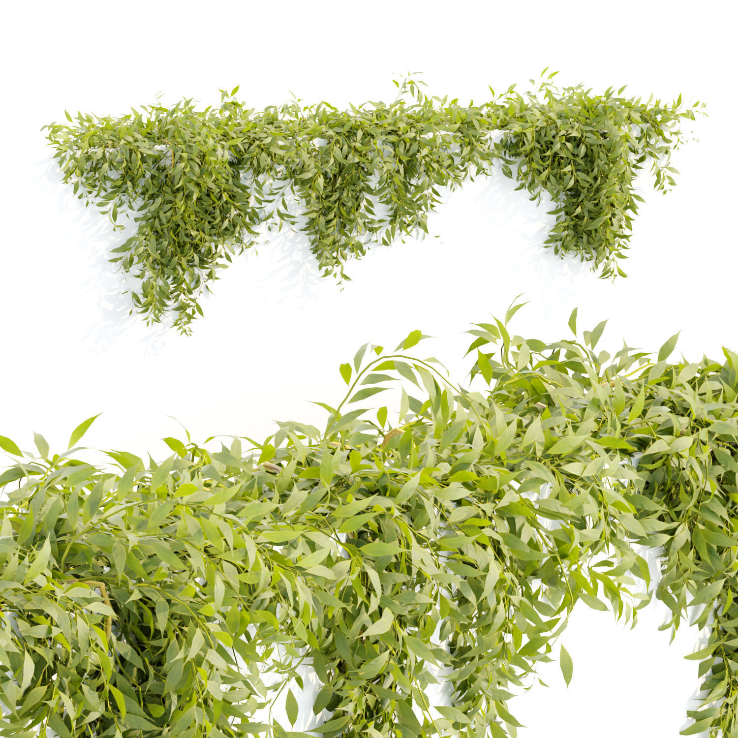 Creeper Hanging wall plants vol 2 collection  _5