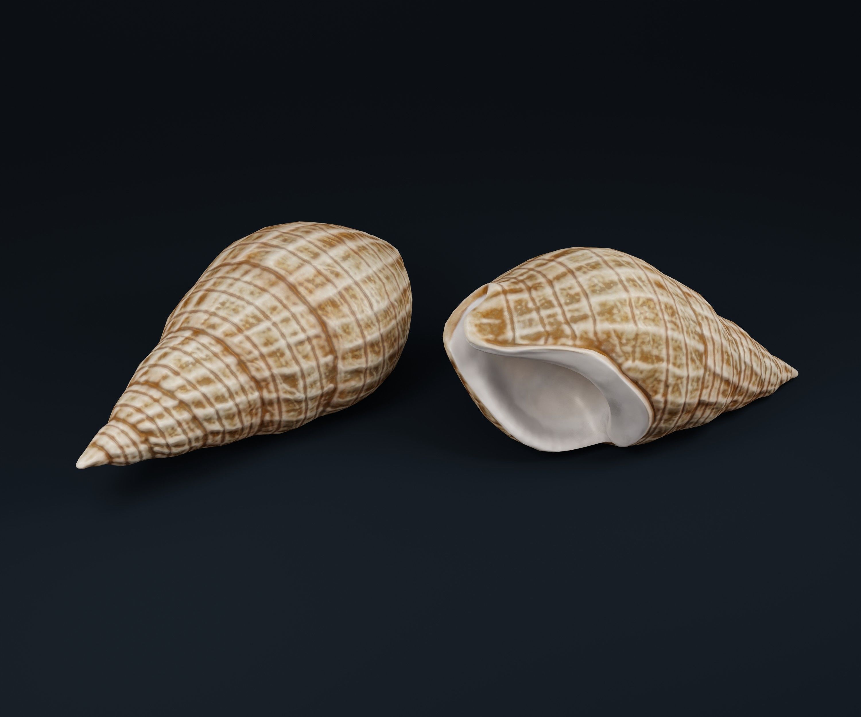 Low Poly Sea Shells Pack with Unreal Engine 5 Project Low-poly 3D model_11