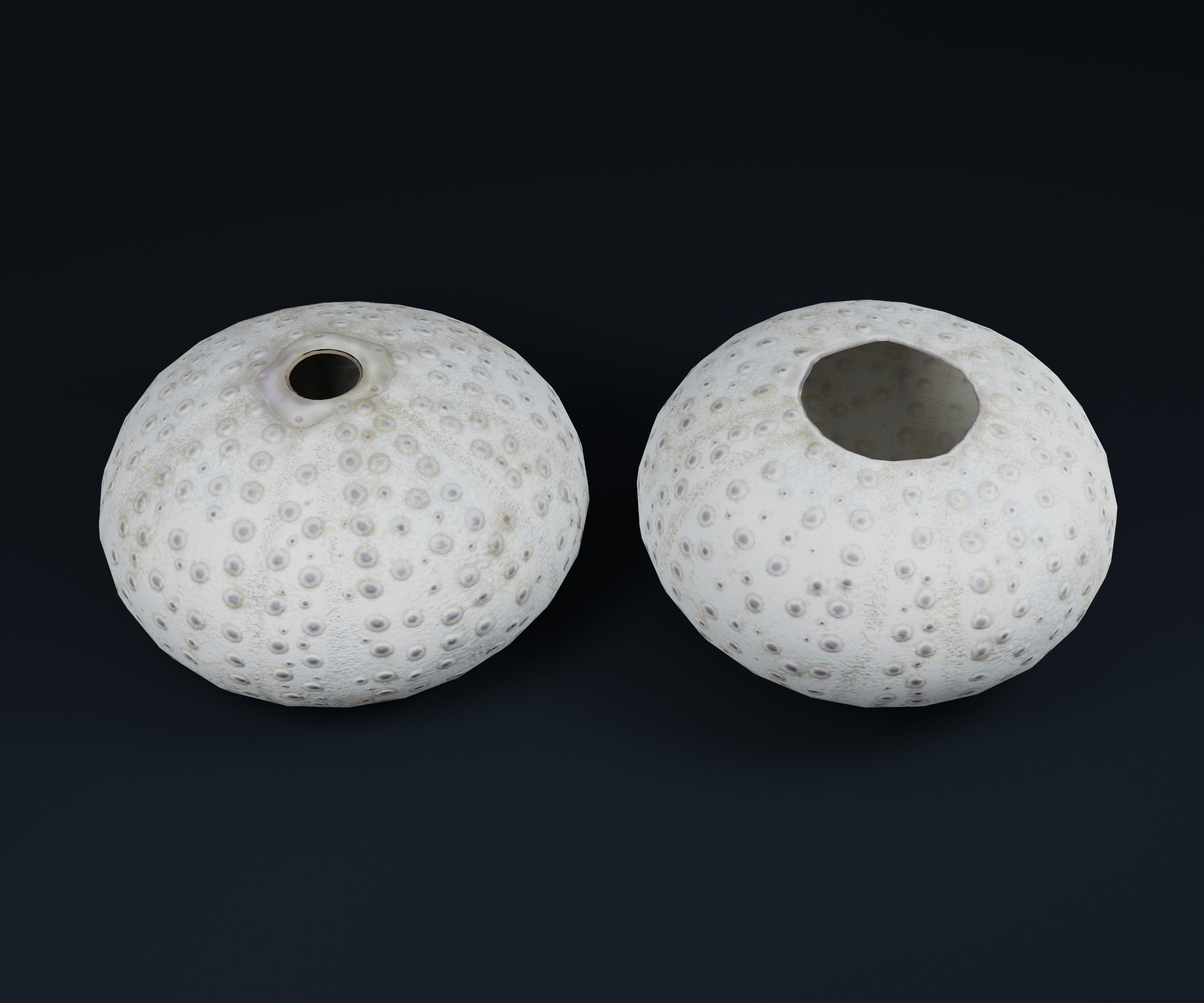 Low Poly Sea Shells Pack with Unreal Engine 5 Project Low-poly 3D model_9