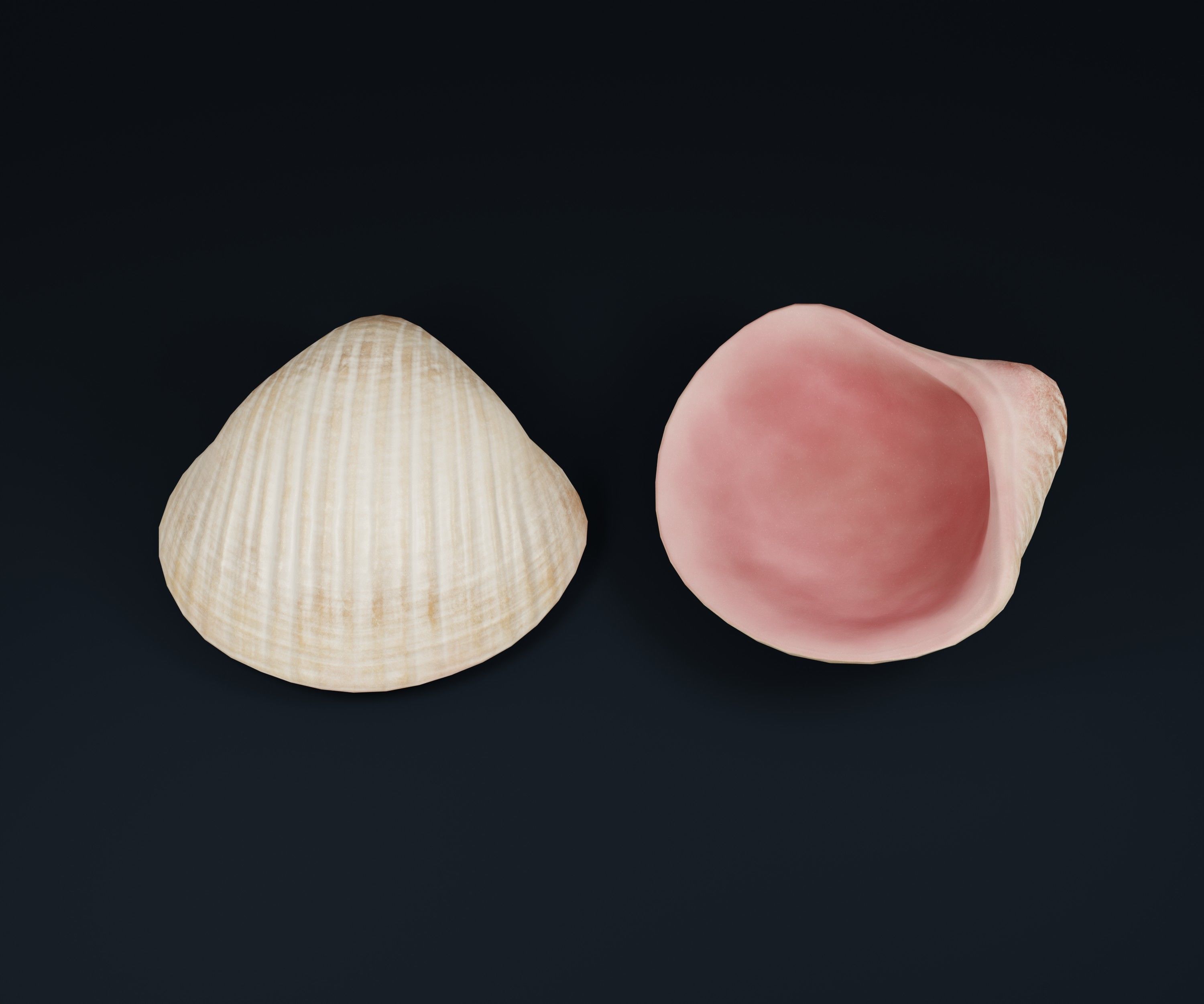 Low Poly Sea Shells Pack with Unreal Engine 5 Project Low-poly 3D model_13