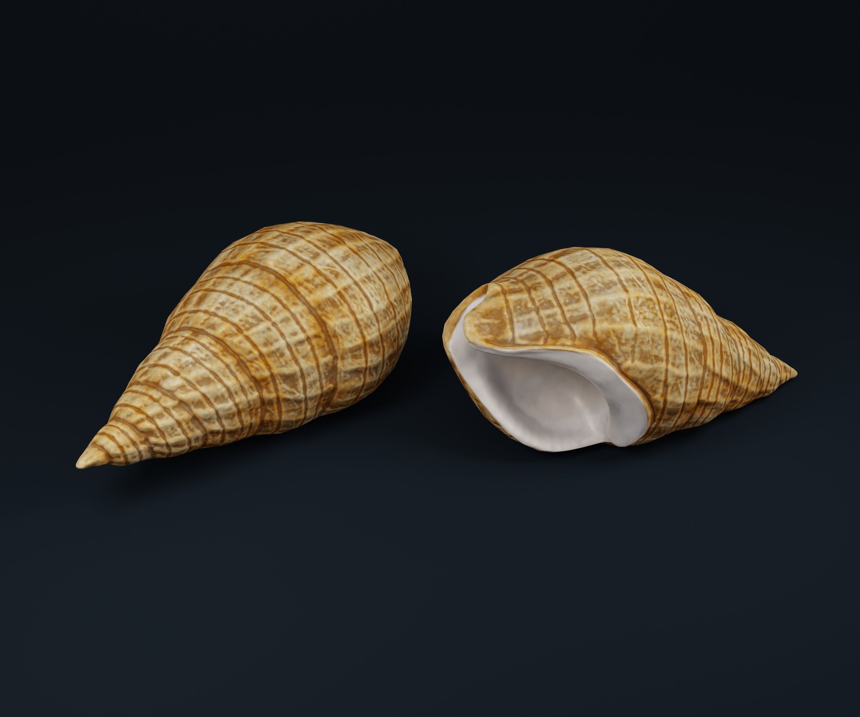 Low Poly Sea Shells Pack with Unreal Engine 5 Project Low-poly 3D model_5