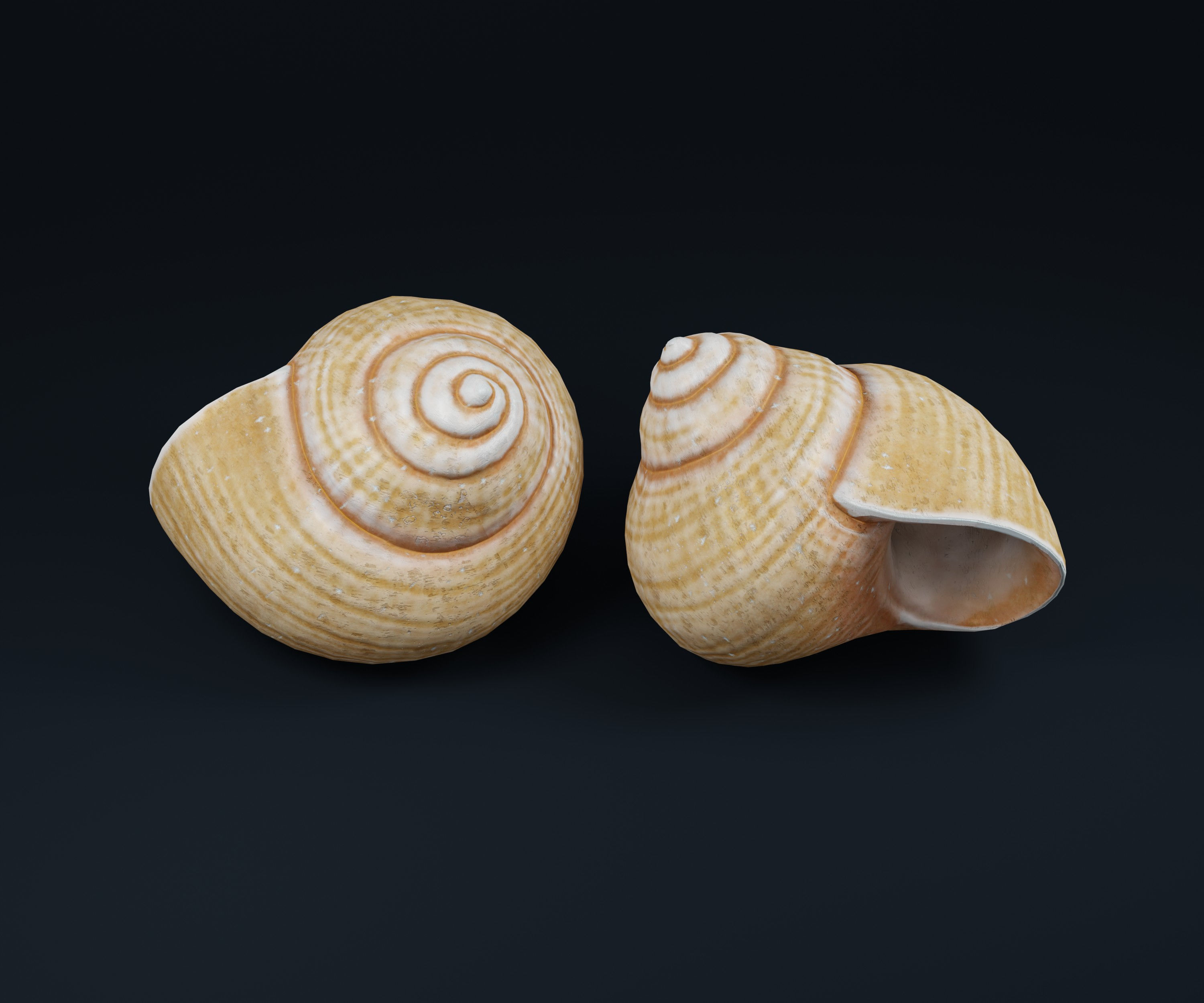 Low Poly Sea Shells Pack with Unreal Engine 5 Project Low-poly 3D model_1