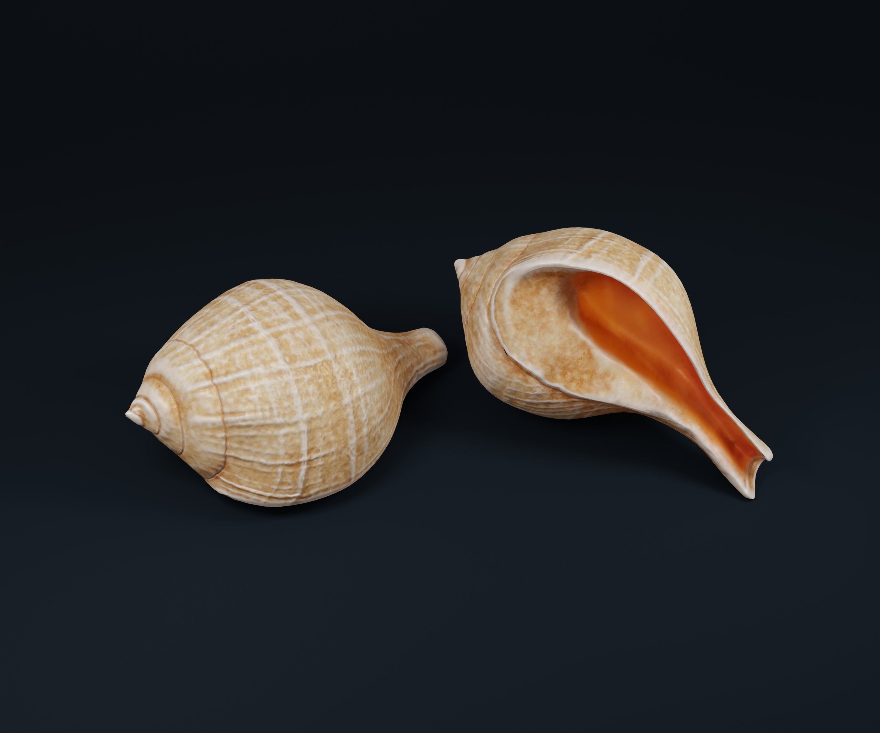 Low Poly Sea Shells Pack with Unreal Engine 5 Project Low-poly 3D model_4