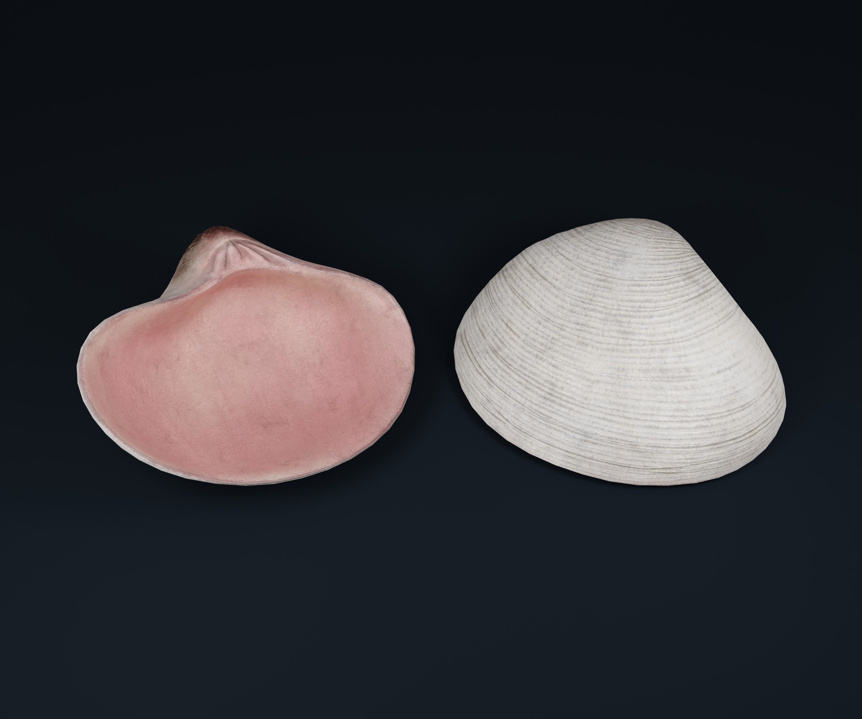 Low Poly Sea Shells Pack with Unreal Engine 5 Project Low-poly 3D model_19