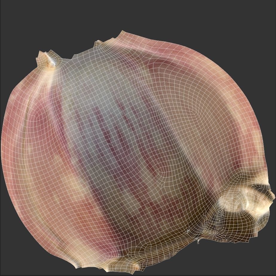 Garlic and a clove of garlic Low-poly 3D model_7