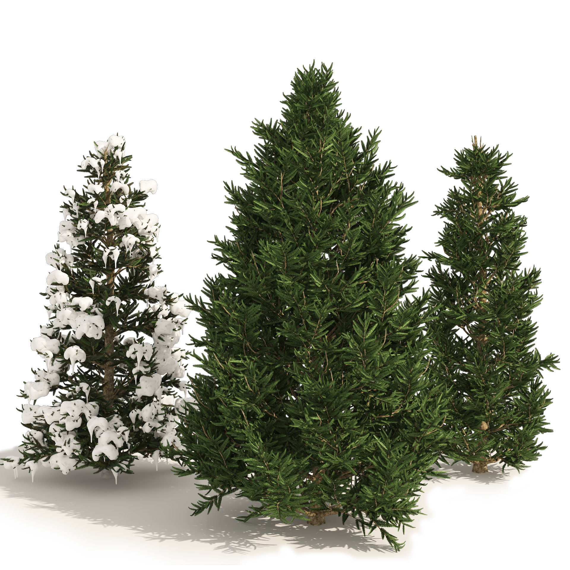 3 summer and winter Fraser Fir Christmas Trees 3D model_6