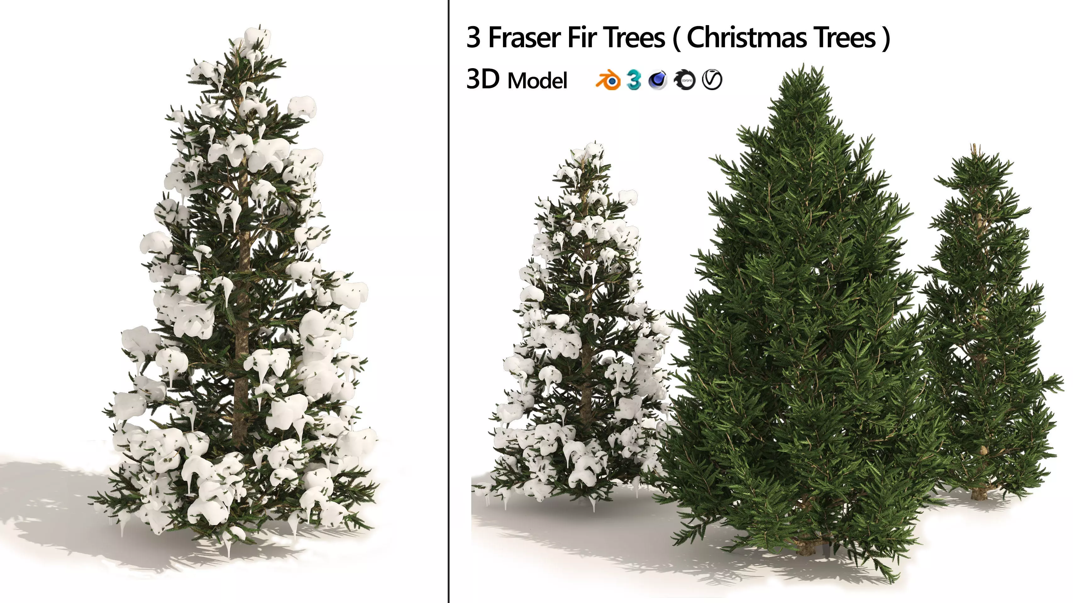 3 summer and winter Fraser Fir Christmas Trees 3D model_0