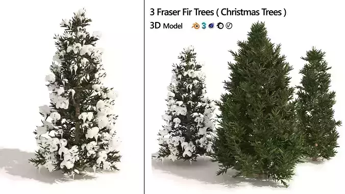 3 summer and winter Fraser Fir Christmas Trees 3D model