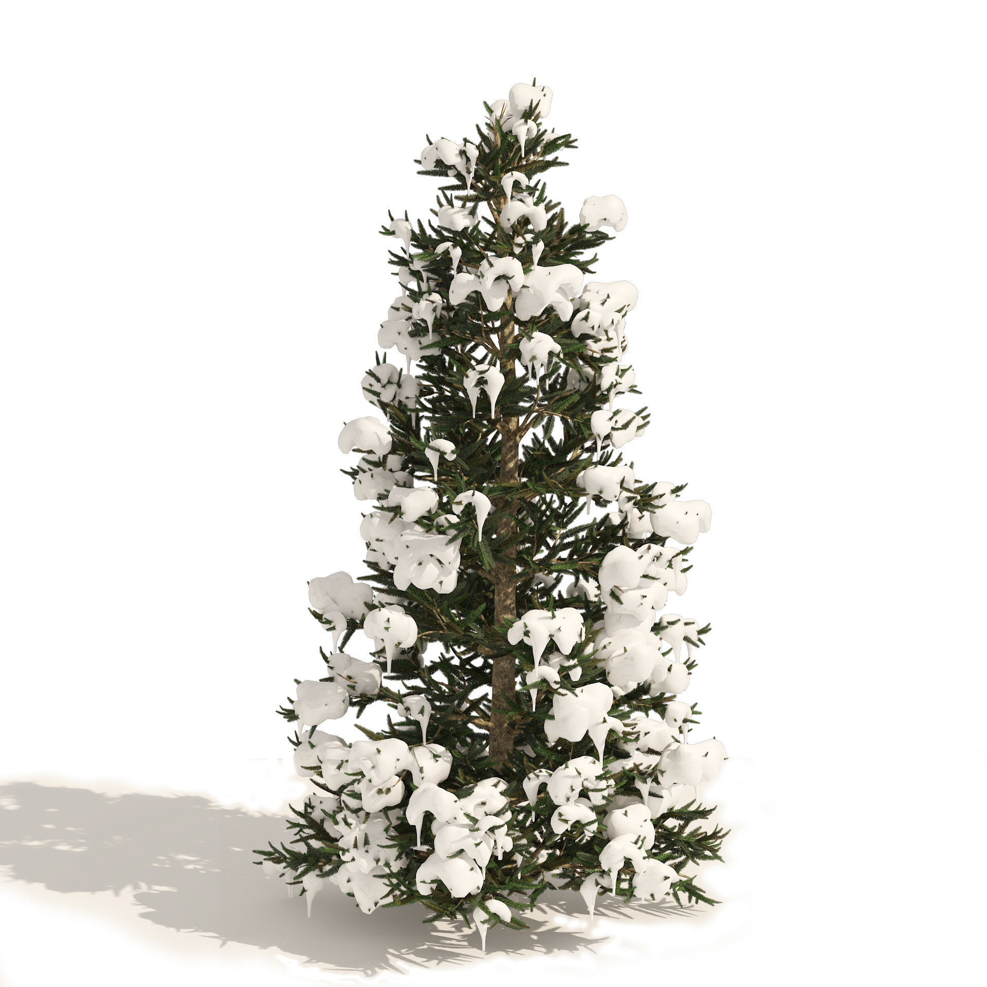3 summer and winter Fraser Fir Christmas Trees 3D model_2