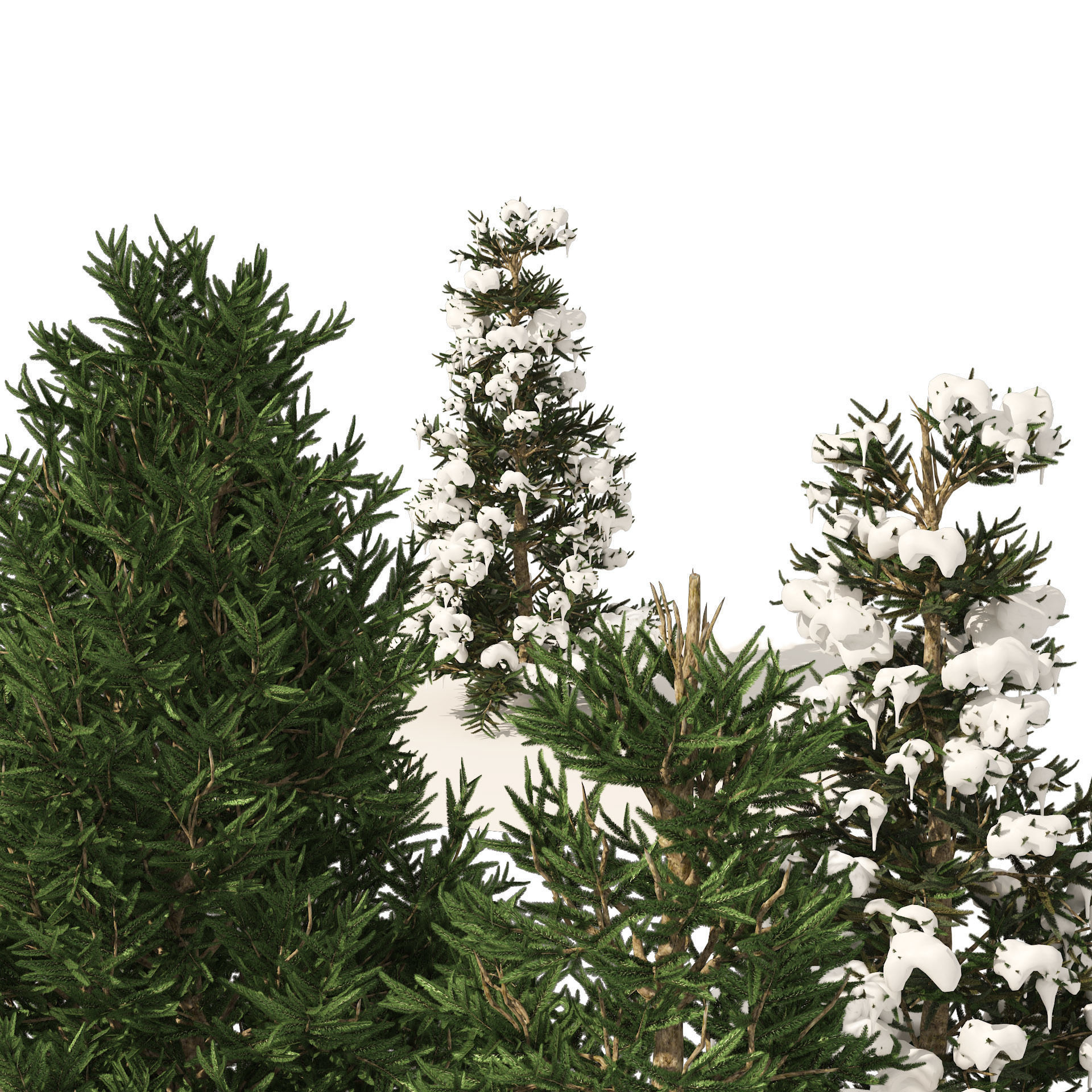 3 summer and winter Fraser Fir Christmas Trees 3D model_4