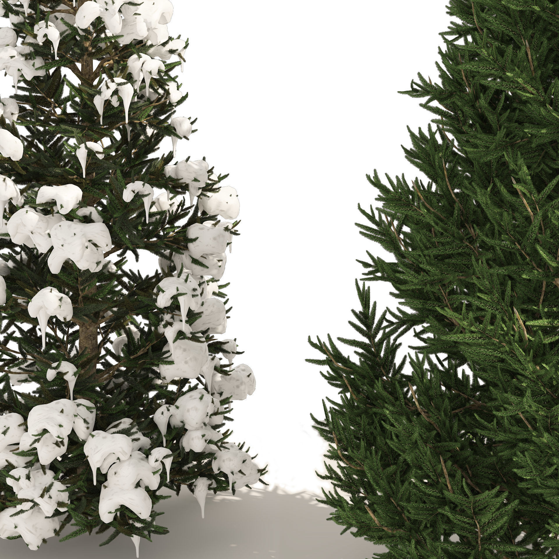 3 summer and winter Fraser Fir Christmas Trees 3D model_3