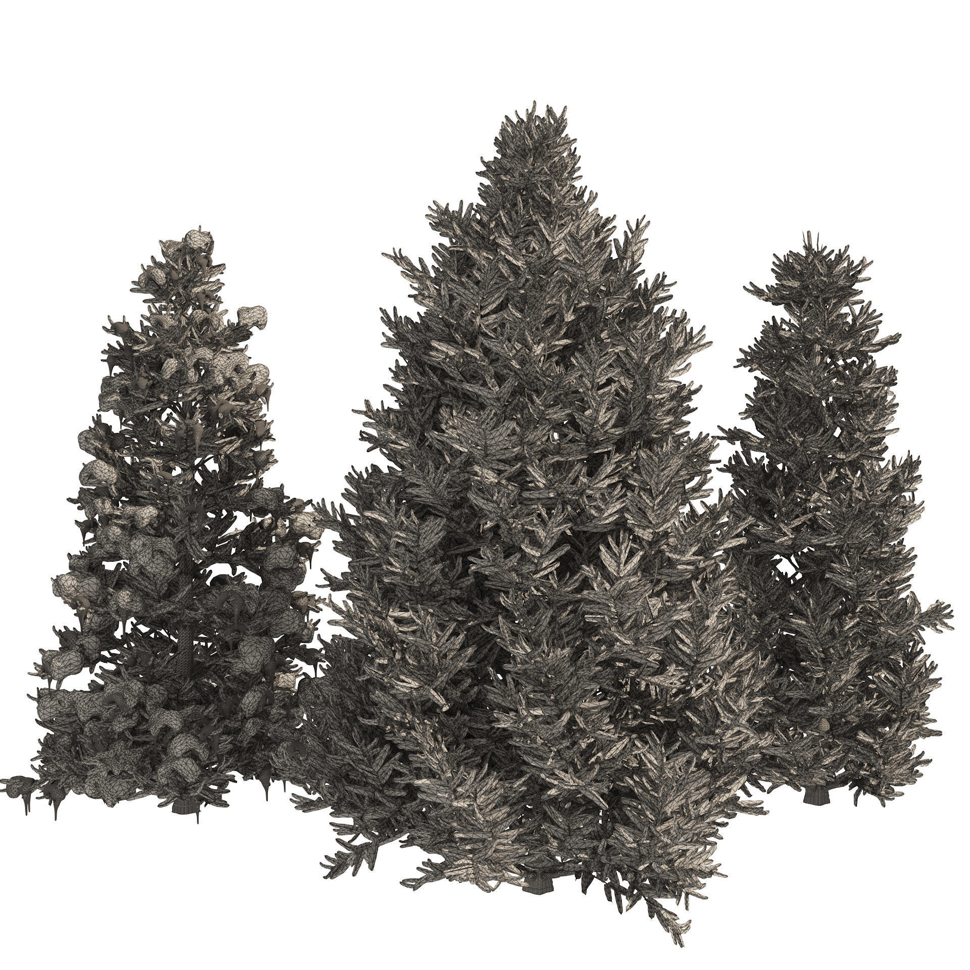3 summer and winter Fraser Fir Christmas Trees 3D model_5