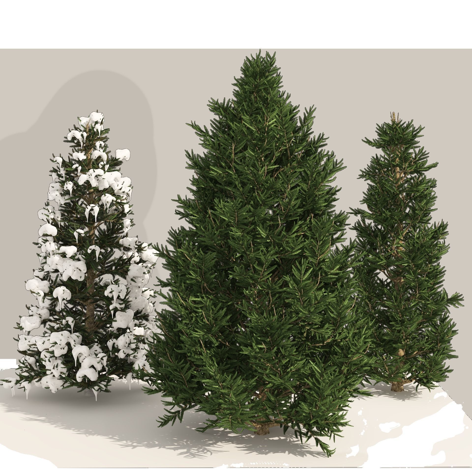 3 summer and winter Fraser Fir Christmas Trees 3D model_1