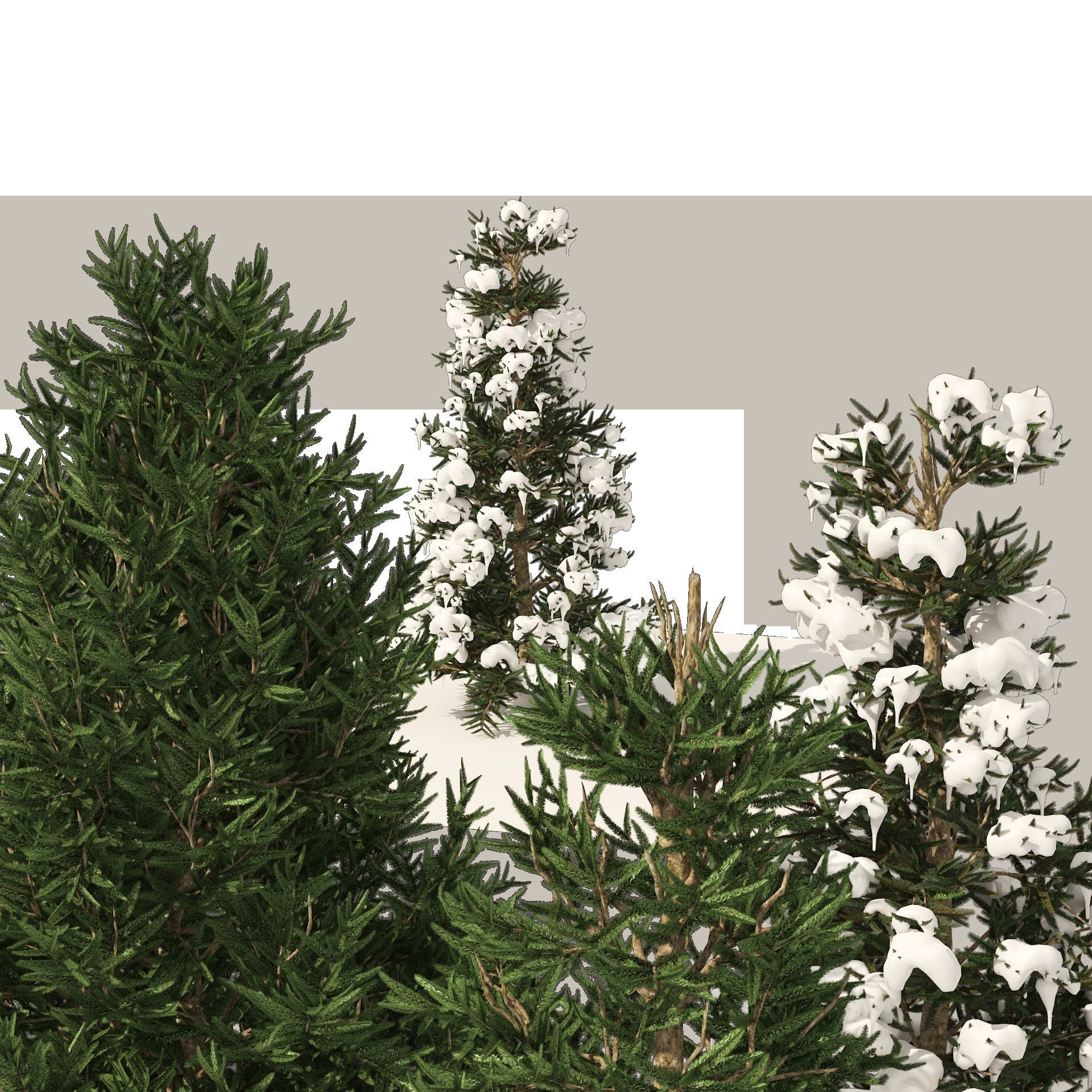 3 summer and winter Fraser Fir Christmas Trees 3D model_7