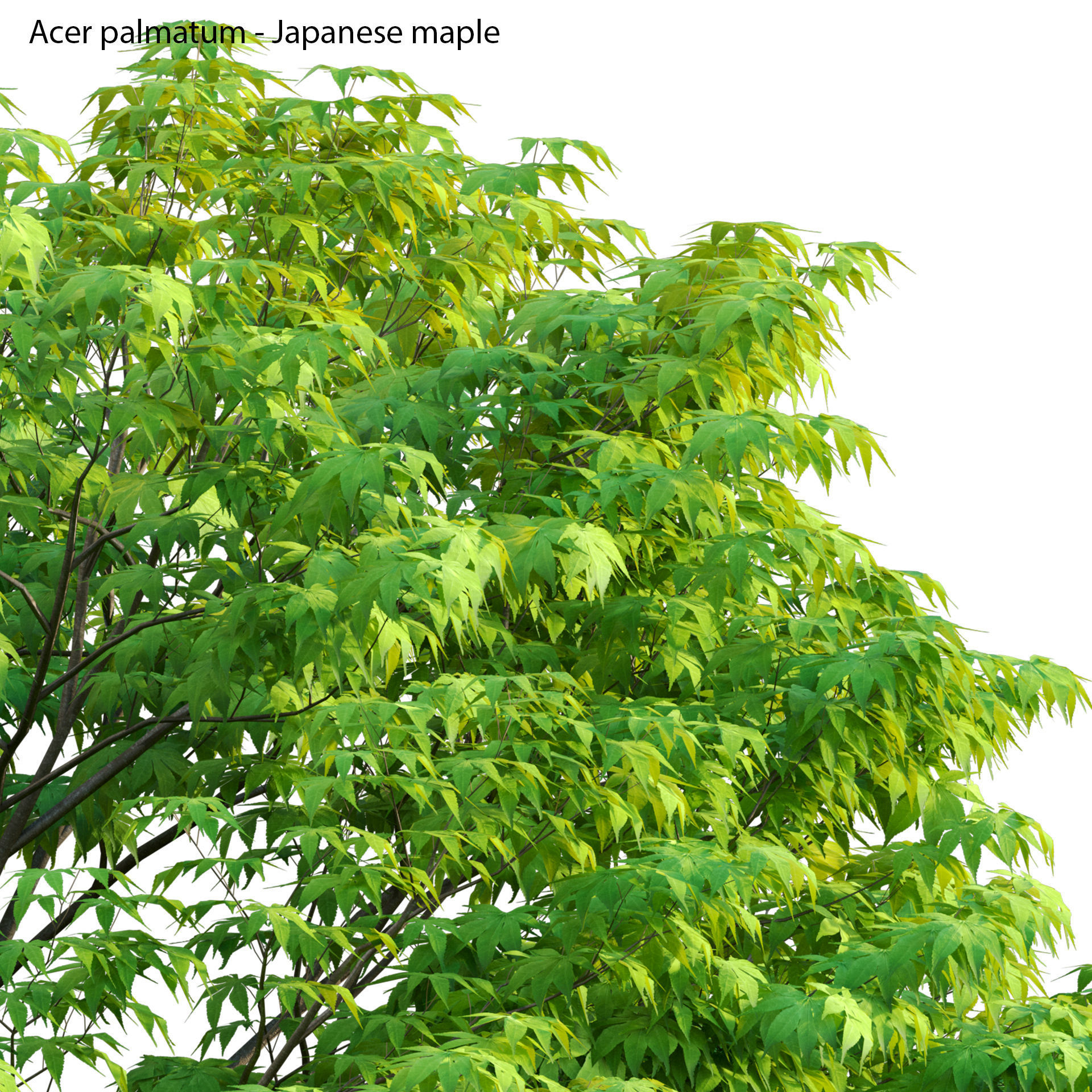 Acer palmatum - Japanese maple 05 3D model_1