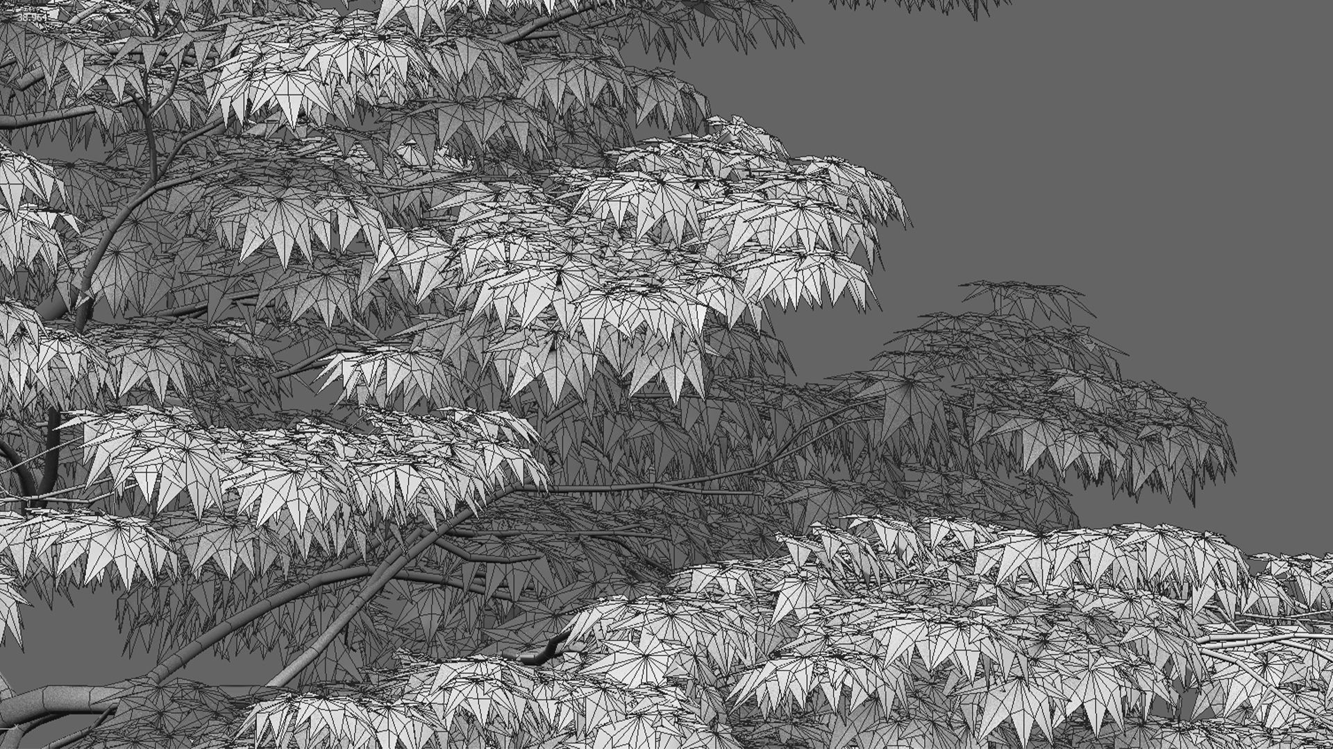 Acer palmatum - Japanese maple 05 3D model_9