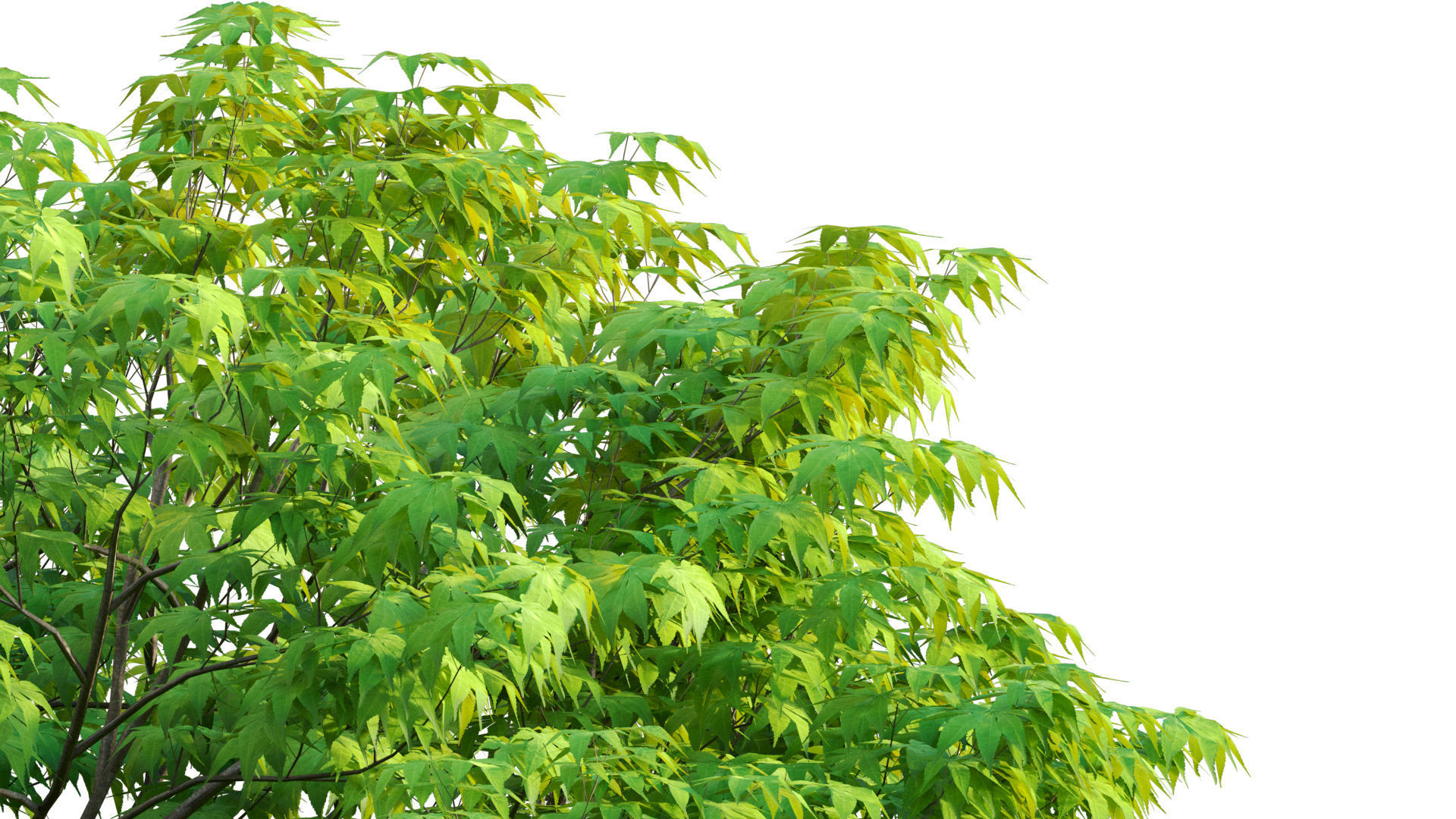 Acer palmatum - Japanese maple 05 3D model_5