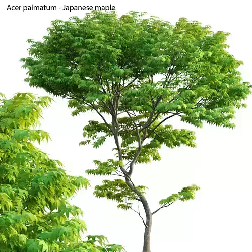 Acer palmatum - Japanese maple 05 3D model