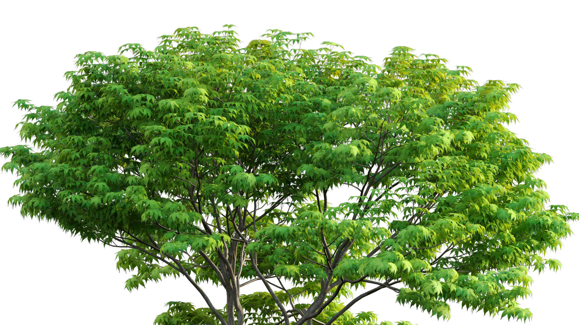 Acer palmatum - Japanese maple 05 3D model_4