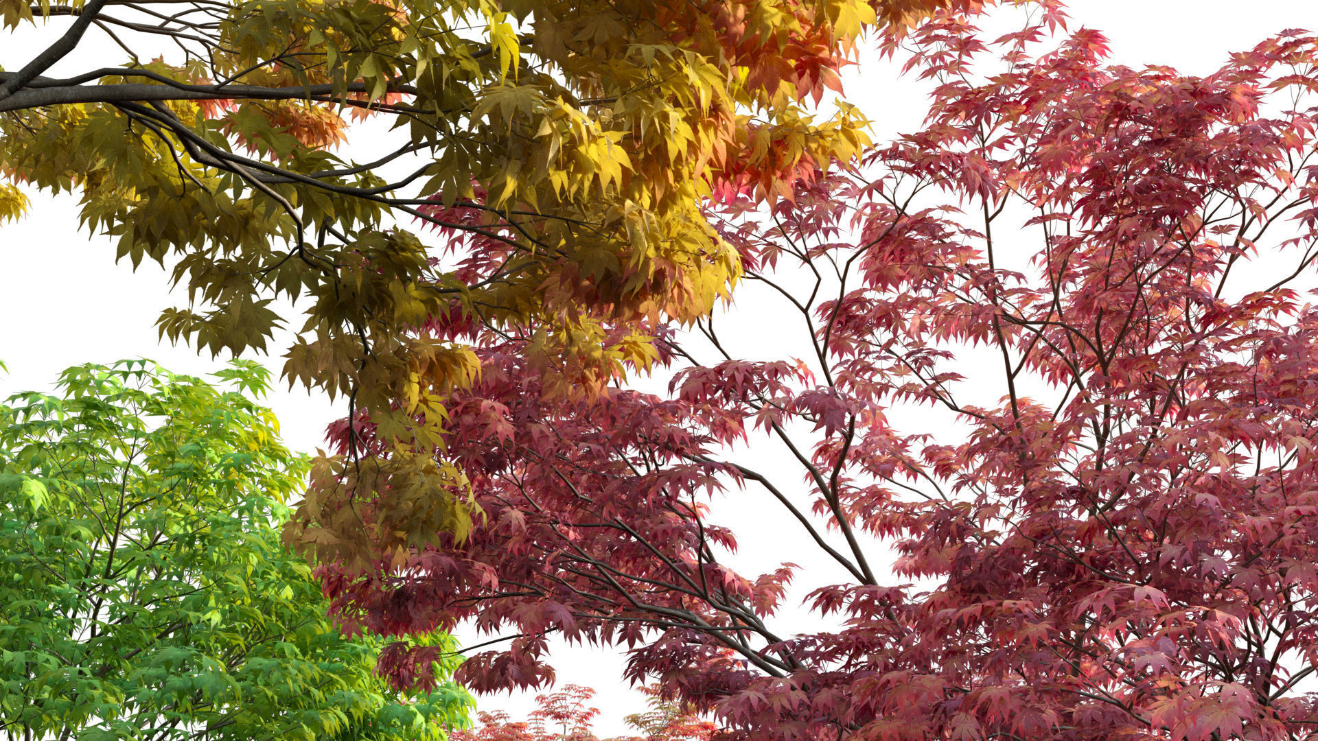Acer palmatum - Japanese maple 05 3D model_7