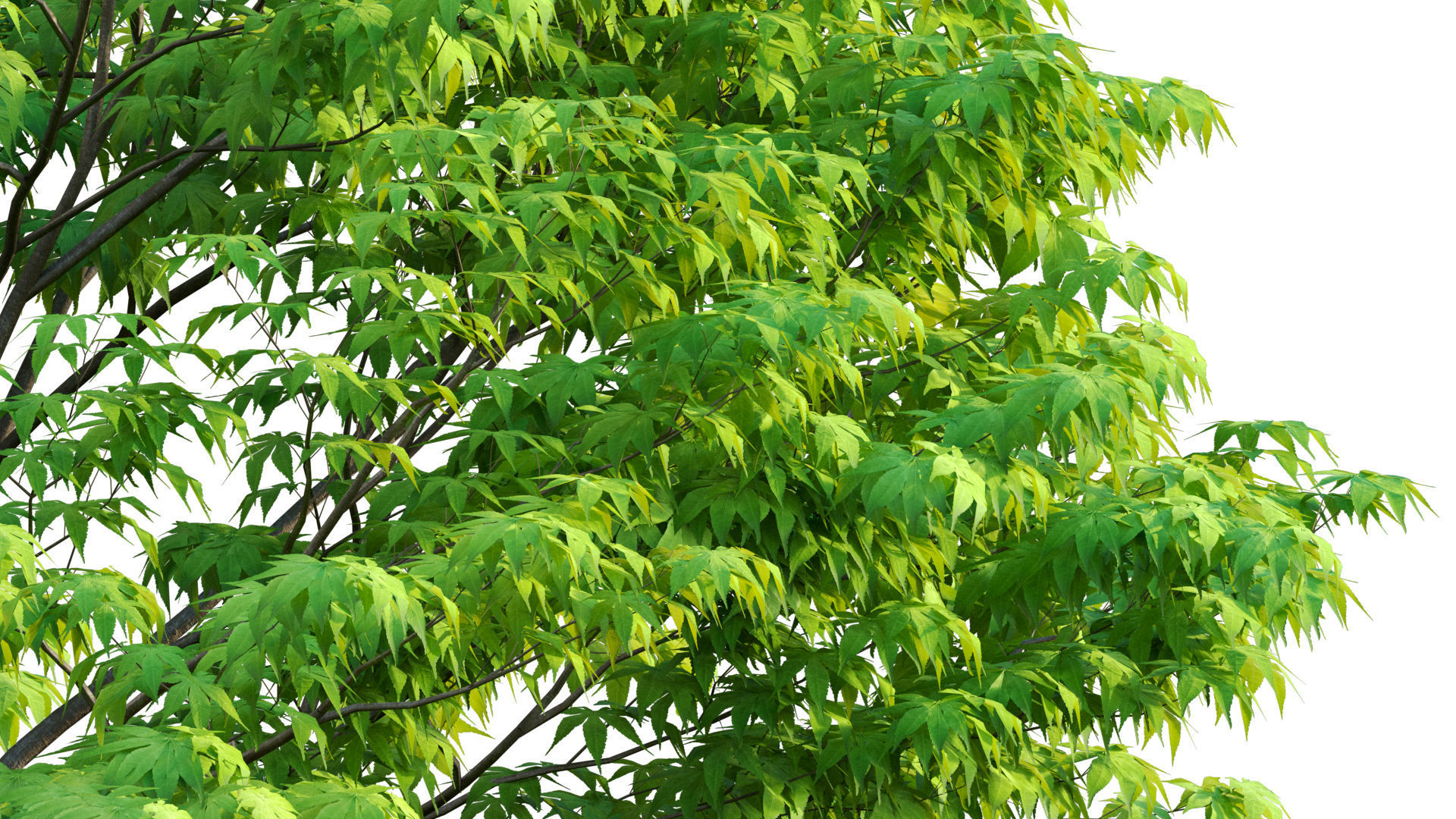 Acer palmatum - Japanese maple 05 3D model_6