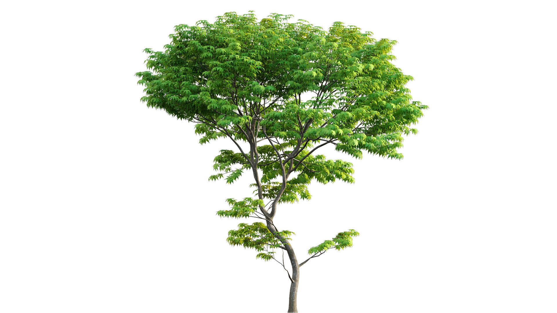 Acer palmatum - Japanese maple 05 3D model_3