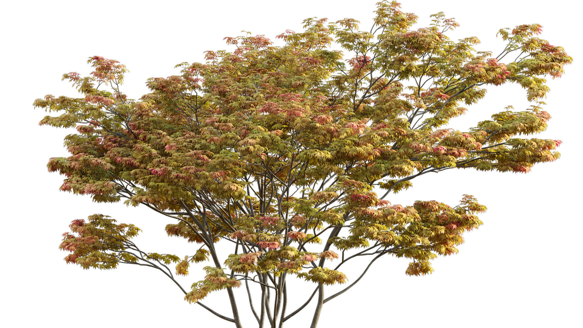 Acer palmatum - Japanese maple 01 3D model_3