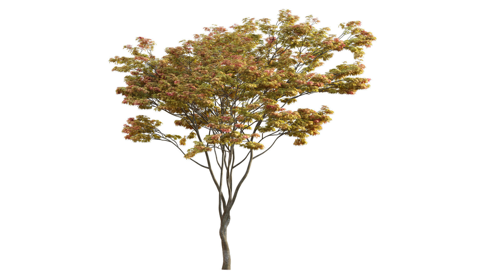 Acer palmatum - Japanese maple 01 3D model_2