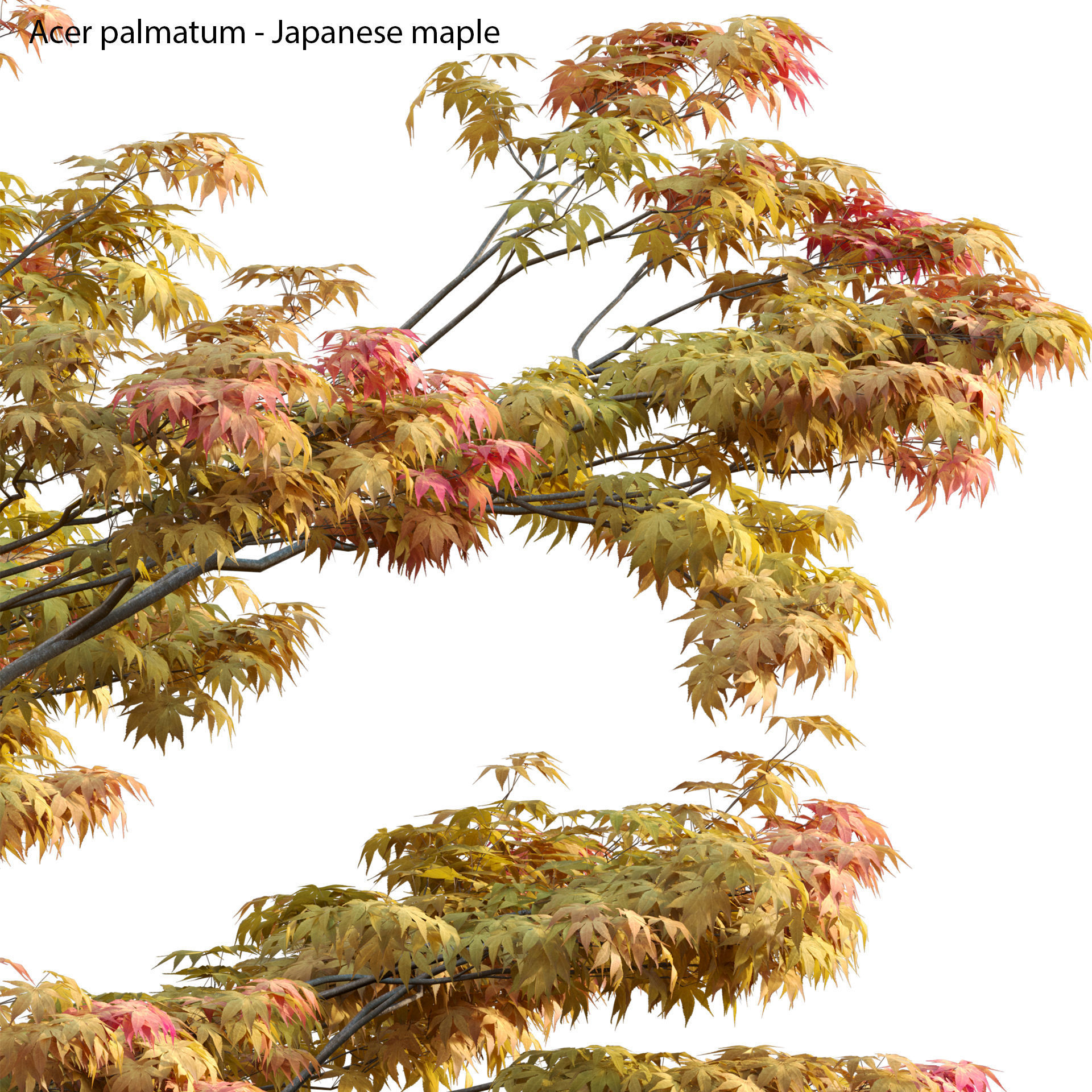 Acer palmatum - Japanese maple 01 3D model_1