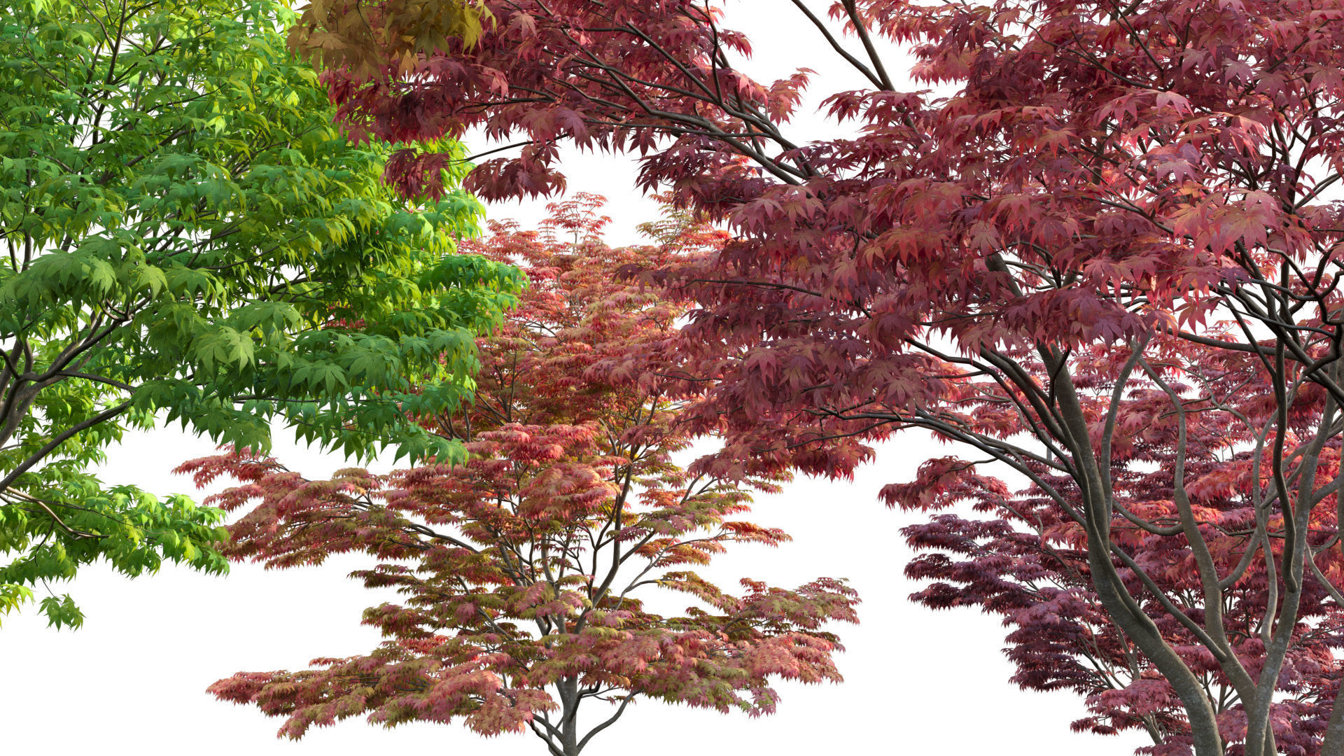 Acer palmatum - Japanese maple 01 3D model_8