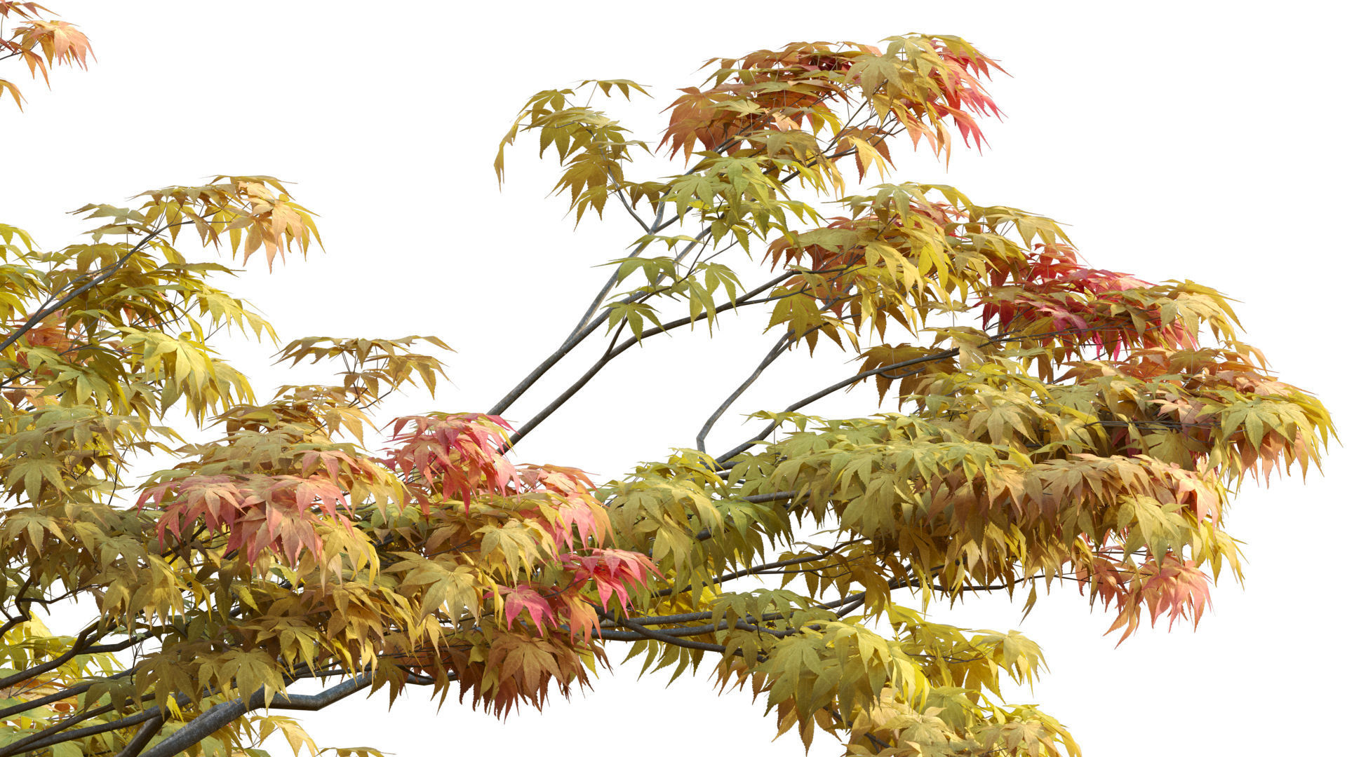 Acer palmatum - Japanese maple 01 3D model_4