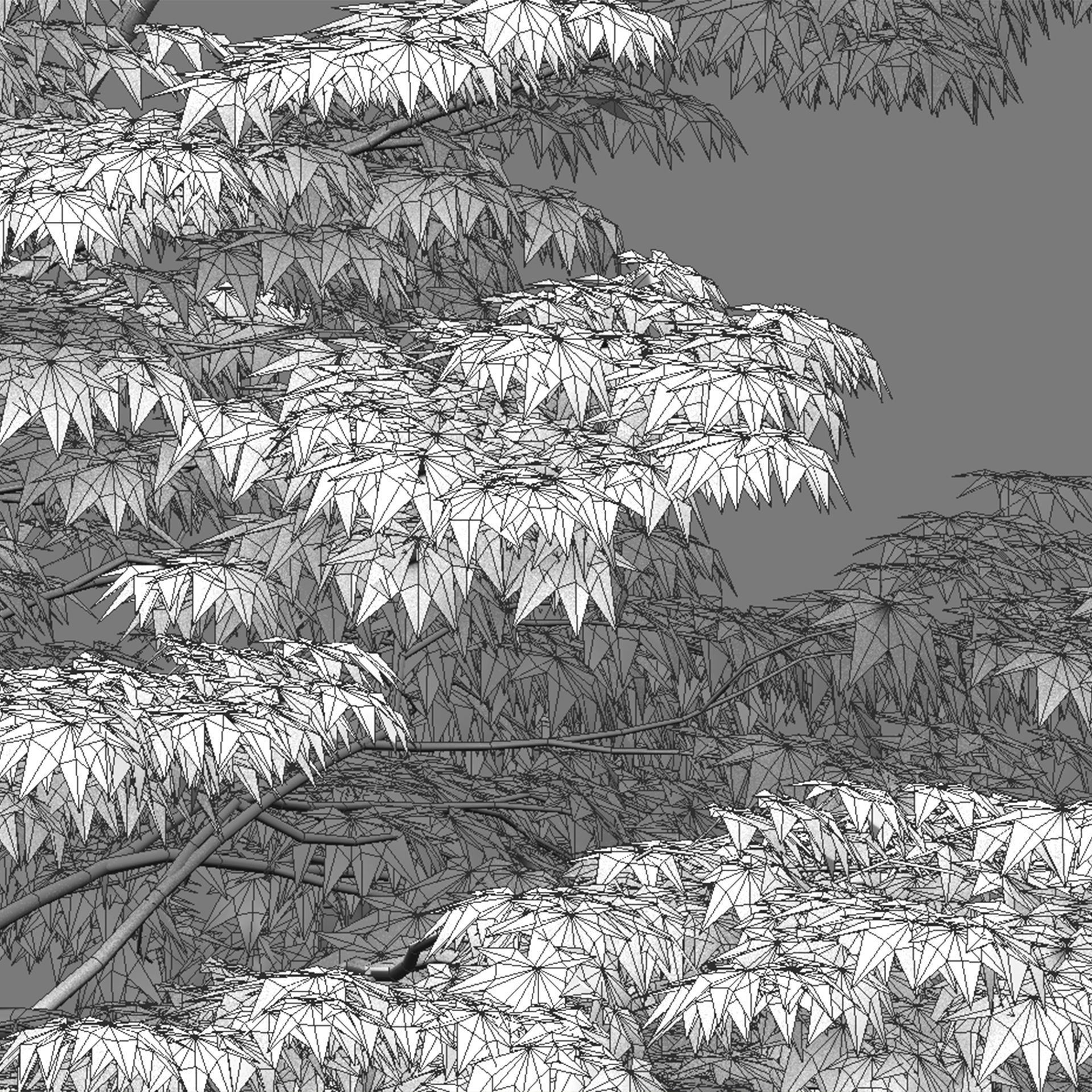 Acer palmatum - Japanese maple 01 3D model_6