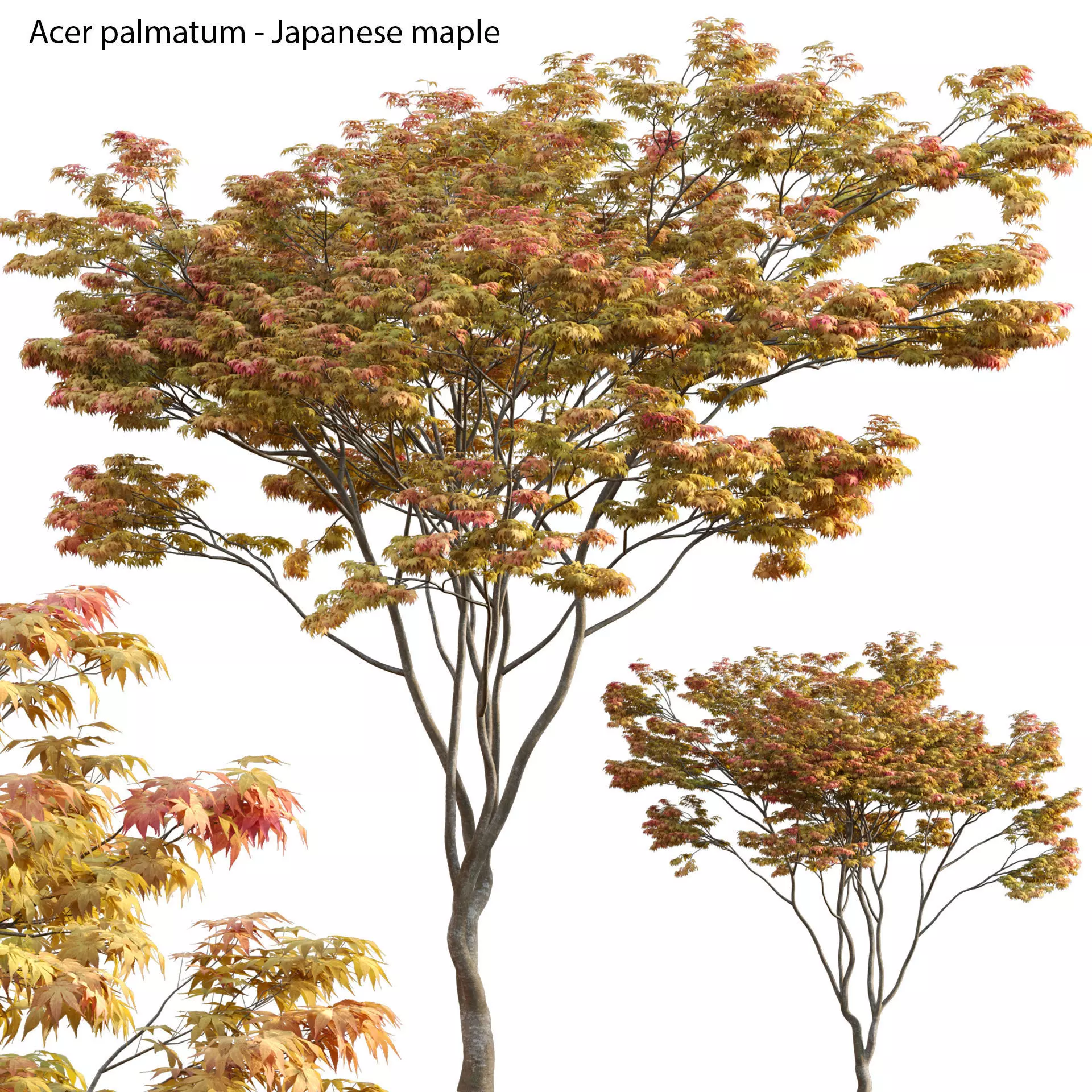 Acer palmatum - Japanese maple 01 3D model_0