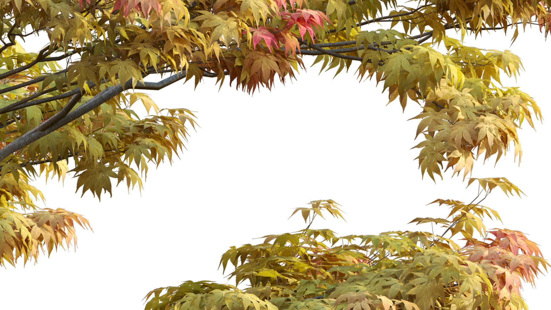 Acer palmatum - Japanese maple 01 3D model_5