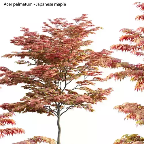 Acer palmatum - Japanese maple 02 3D model