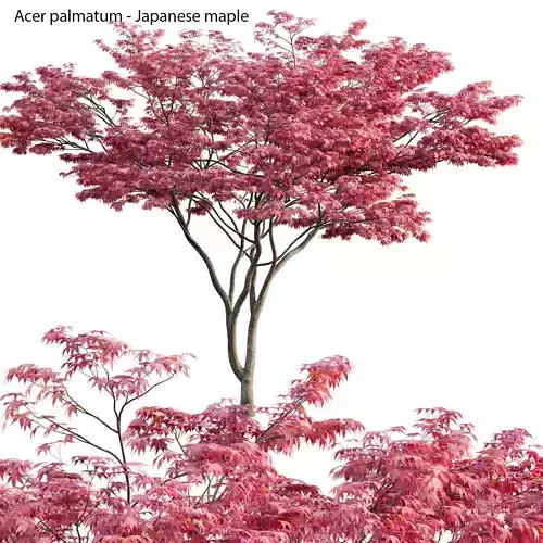 Acer palmatum - Japanese maple 03 3D model