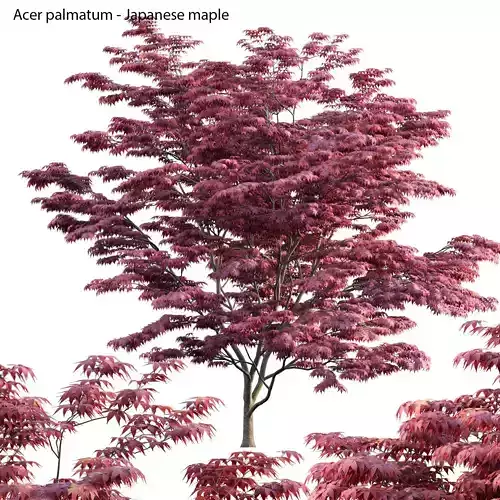 Acer palmatum - Japanese maple 04 3D model