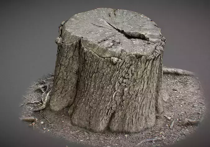 Trunk with water inside