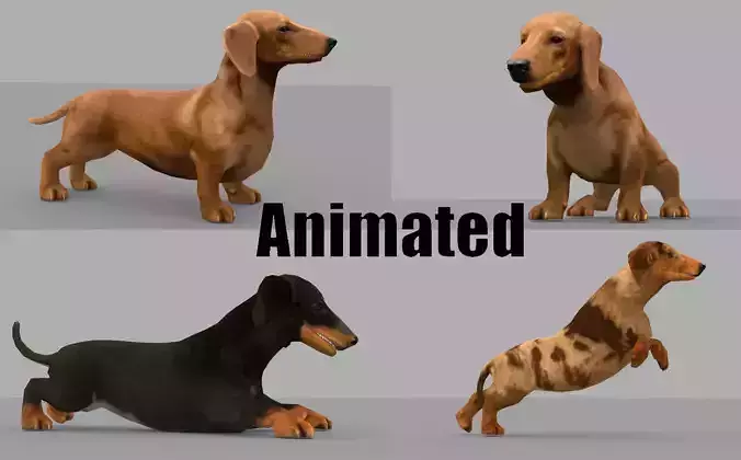 dachshund dog pet Low-poly 3D model