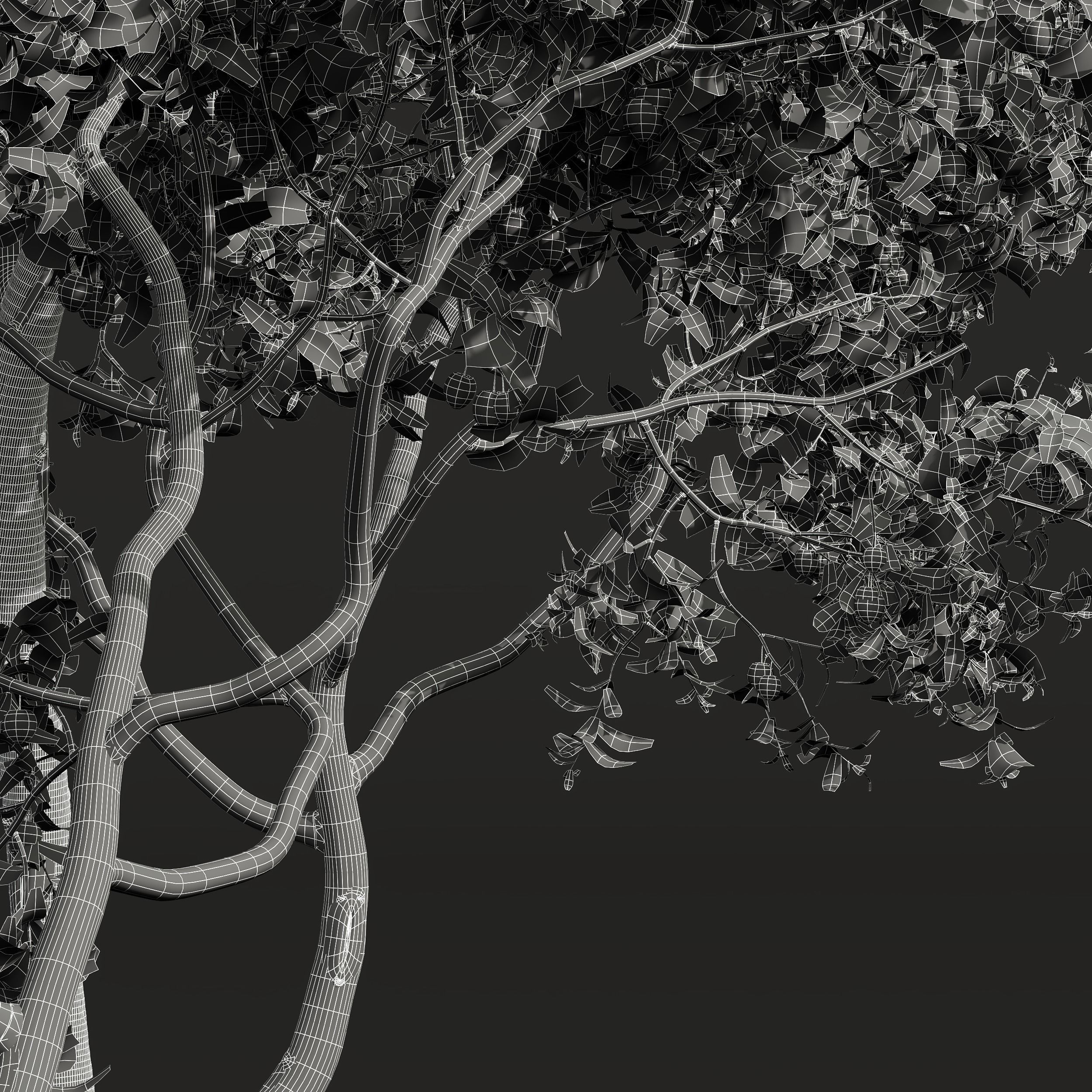 Punica Granatum Pomegranate Prunus Salicina Plum Pflaume 3D model_4