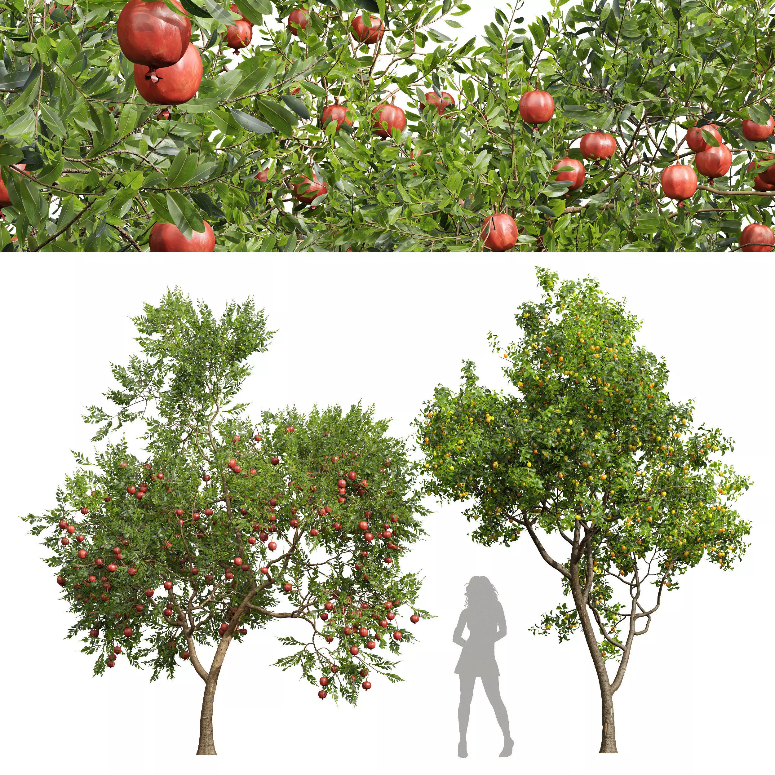 Punica Granatum Pomegranate Prunus Salicina Plum Pflaume 3D model_0