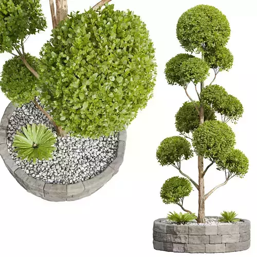 New Plant Ficus Concinna Bonsai Pruned Tree 3D model