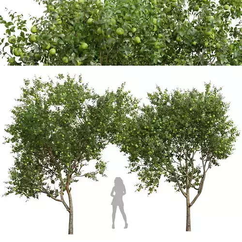 Citrus Sinensis Orange Arancio Green Fruit 2tree 3D model